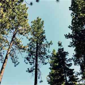 Ross Hammond  - Acoustic Sanctuary Project: Tahoe Forest download mp3 flac